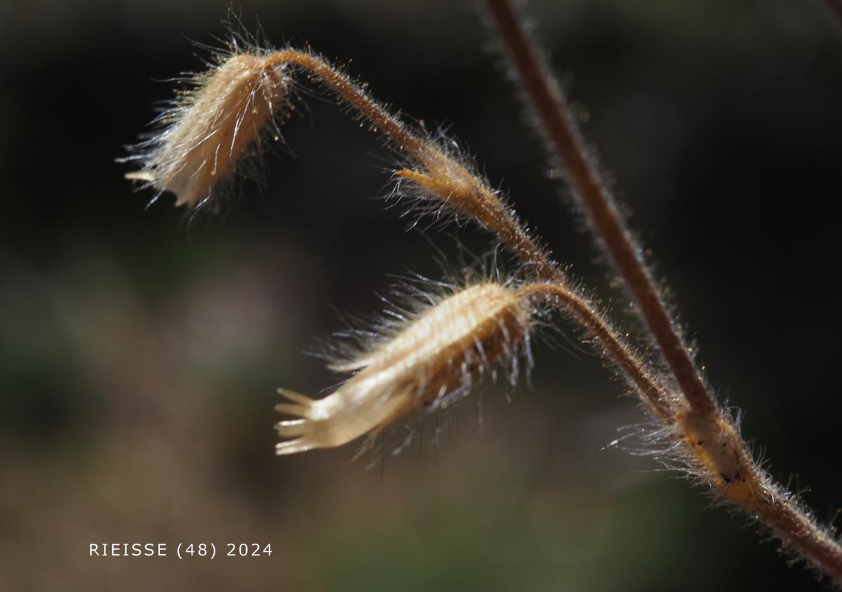 Mouse-ear, Little fruit